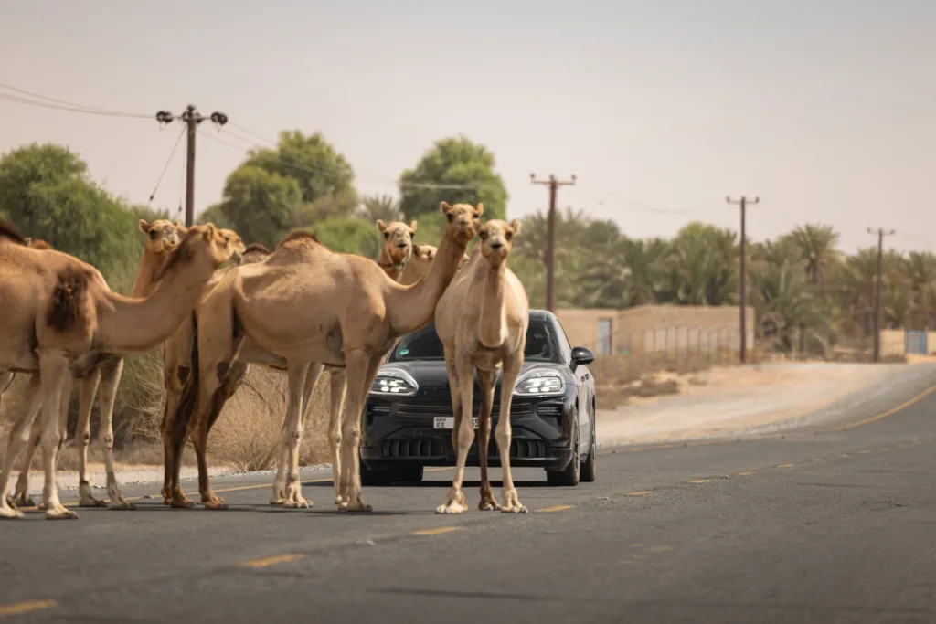Porsche testuje elektryczne Cayenne. Również cyfrowo Porsche testuje elektryczne Cayenne. Również cyfrowo - porsche cayenne testy 5
