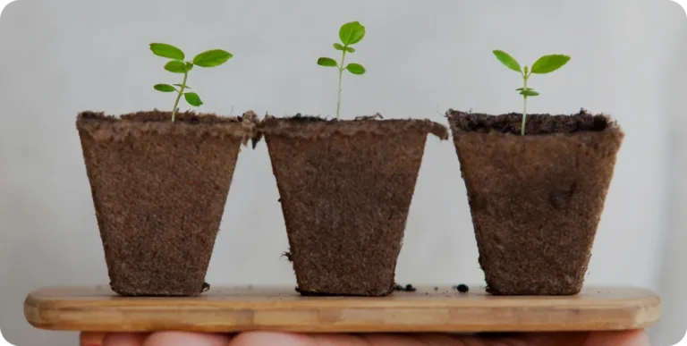 Sadzonki roślin w doniczkach
